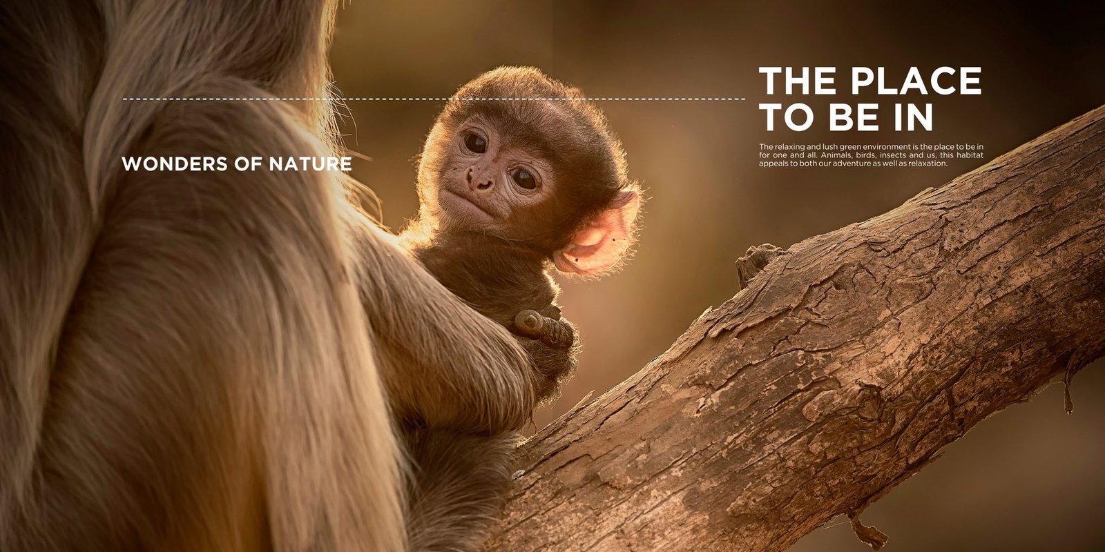 Langurs in Nature
