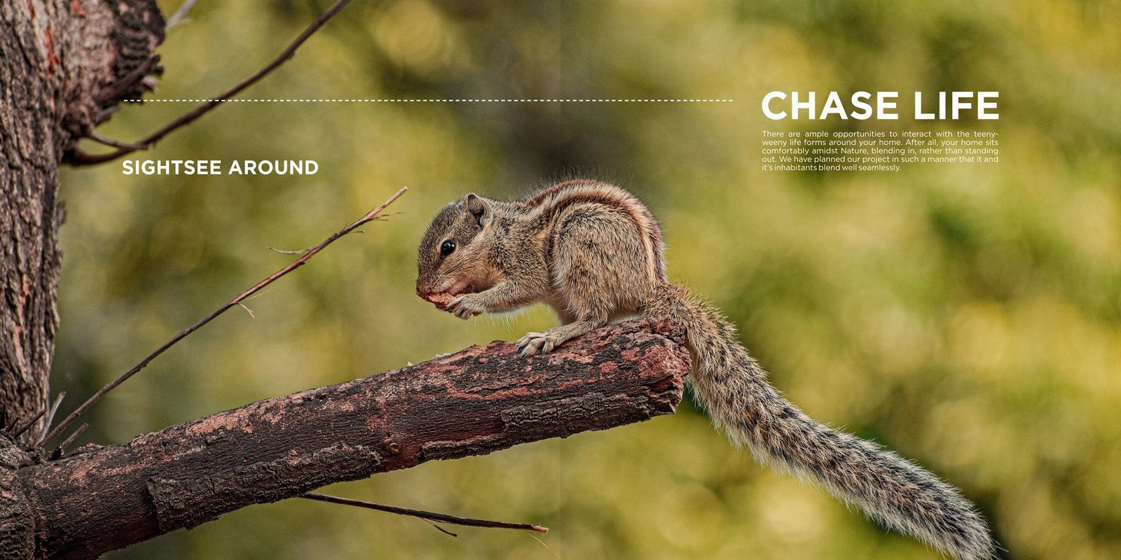 Chase Life & Sightsee